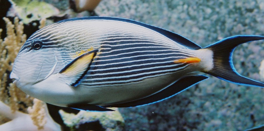 Description: Sohal surgeonfish - Wikipedia