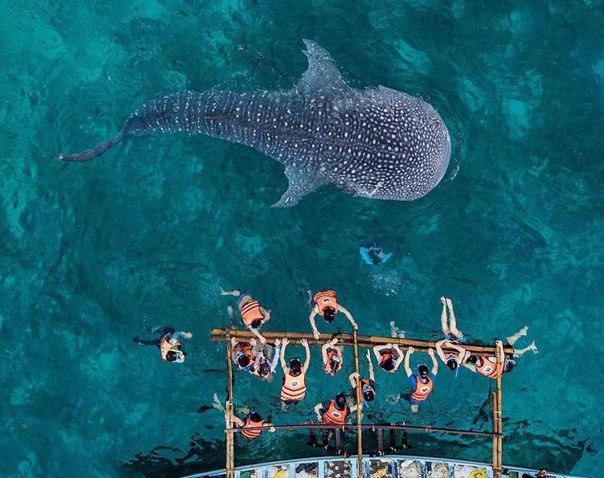 Description: https://sugbo.ph/wp-content/uploads/2018/08/whale-shark-butanding-oslob-cebu-6.jpg
